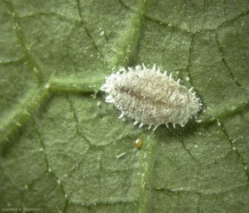 Une femelle adulte de <i>Planococcus citri</i>.