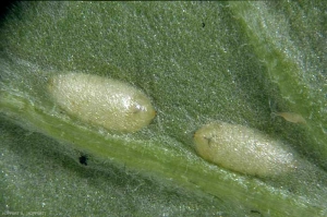 Chromatomya syngenesiae se nymphosant dans la galerie à l’intérieur de la feuille