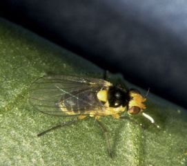 Adulte de <i>Liriomyza bryoniae</i>,avec son abdomen rayé de jaune et noir, et son écusson thoracique noir caractéristique..