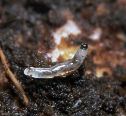 Larve de <i>Bradysia paupera</i>, le tube digestif est visible à travers la membrane de l'asticot.