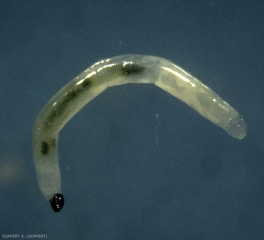 Larve de <i>Bradysia paupera</i>, le tube digestif de l'asticot est visible.