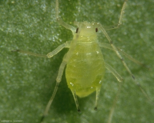 <i>Aulacorthum solani</i> adulte (aptère)