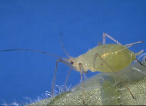 Adulte aptère de <i>Macrosiphum euphorbiae</i>.