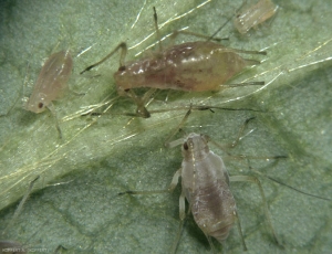 Différents stades des formes aptères de <i>Macrosiphum euphorbiae</i>.