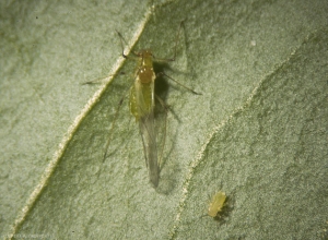 Adulte ailé de <i>Macrosiphum euphorbiae</i>.