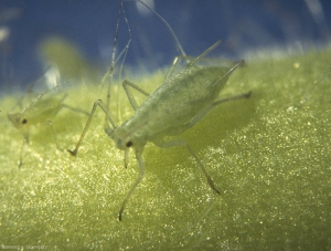 Adulte aptère de <i>Macrosiphum euphorbiae</i>.