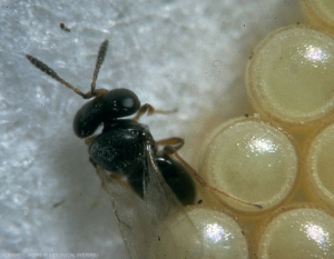 Femelle adulte de <i>Trissolcus basalis</i> parasitant des oeufs de la punaise <i>Nezara viridula</i>.