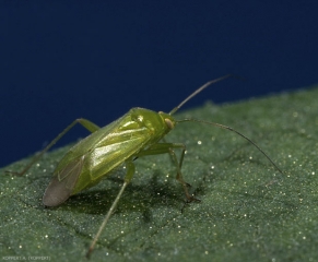 Adulte de <i>Lygocoris pabulinus</i>.