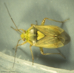 Adulte de <i>Lygus rugulipennis</i>.