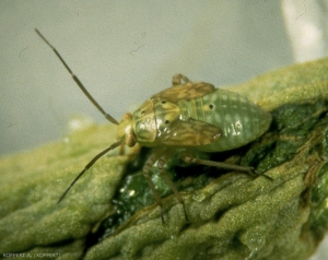 Larve de <i>Lygus rugulipennis</i>. Les ponctuations sur l'abdomen sous les ébauches alaires sont caractéristiques.