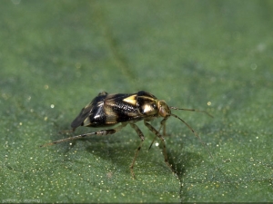 Adulte de <i>liocoris tripustulatus</i>.