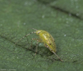 Liocoris-tripustulatis5