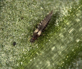 Adulte de <i>Echinothrips americanus</i>.