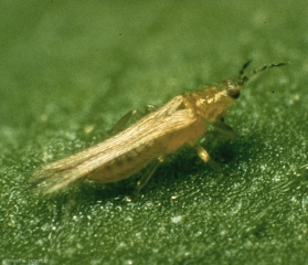 Frankliniella-occidentalis2
