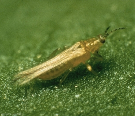 Adulte de <i>Frankliniella occidentalis </i>.