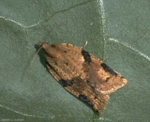 Papillon de <i>Clepsis spectrana</i>