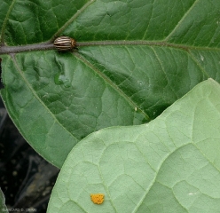 Adulte et oeufs de Leptinotarsa decemlineata