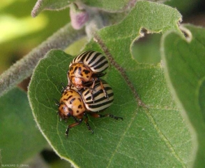 Adultes de <i>Leptinotarsa decemlineata</i> s'accouplant.