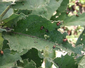 Exemple de feuilles broutées par les larves et adultes de <i>Leptinotarsa decemlineata</i>