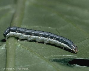 Chenilles de noctuelles