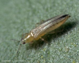 Thrips