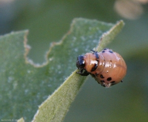 Larve de <i>Leptinotarsa decemlineata</i> en train de manger une feuille.