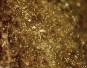 <i>Aculops lycopersici</i>, le minuscule agent de l'acariose bronzée de la tomate.