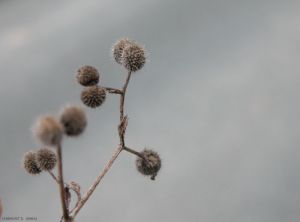 galium-aparine8