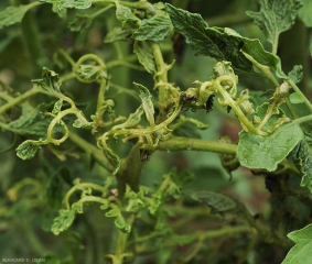 Les bourgeons, tiges, et feuilles de tomates sont déformées, enroulées, suite à des attaques de <i>Polytarsonemus latus</i>.