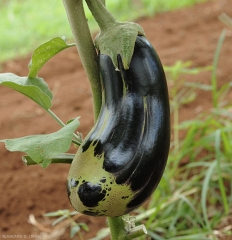 Cette aubergine a été attaquée par <i>Polytarsonemus latus</i>, des formations subéreuses marron sont visibles en surface.