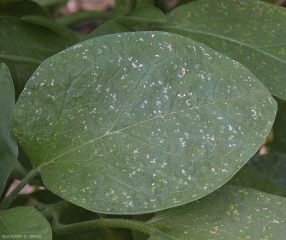 Tâches argentées à la surface d'une feuille d'aubergine, liées à la présence de thrips.