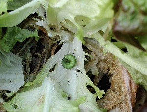 Larve de noctuelle sur feuille de salade.