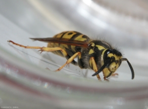 vespula-germanica6