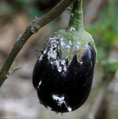 Cochenilles sur fruit d'aubergine.