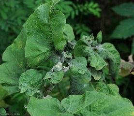 Dégât de cochenilles sur aubergines. La colonie est bien visible, au centre de la plante.