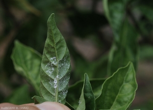 Les <b>aleurodes</b> sont plus souvent détectables à la face inférieure des feuilles des légumes, c'est le cas sous cette feuille de poivron.