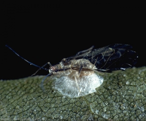 Momie de <b><i>Praon volucre</i></b> : la larve, après avoir vidé le puceron de son contenu pour se développer, va finalement pour se nymphoser tisser son cocon sous la carcasse du puceron, formant ainsi une sorte de socle soyeux.