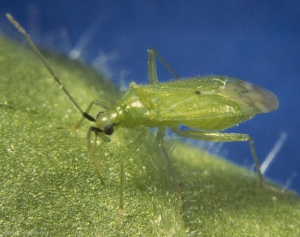 <i>Macrolophus pygmaeus</i> adulte. Ses longues pattes lui permettent de se déplacer très efficacement sur la surface des plantes.