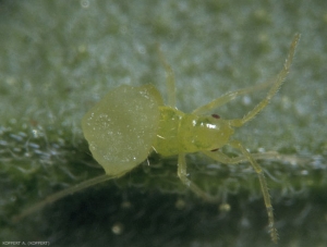 Larve de <i>Macrolophus pygmaeus</i> s'attaquant à un puparium d'aleurode.