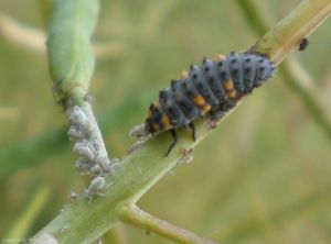 Larve de coccinelle à 7 points dévorant un puceron. <b>Lutte biologique</b>