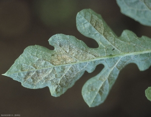 Tâches argentées à la surface d'une feuille de pastèque, liées à la présence de thrips.