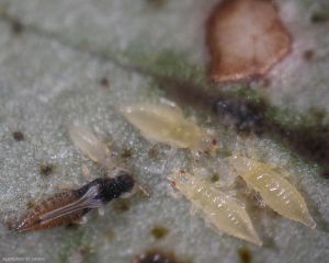 Thrips-stades2