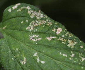 Tâches argentées et nécroses à la surface d'une feuille de tomate, liées à la présence de thrips.