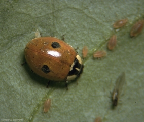Adulte d'<i>Adalia bipunctata</i> s'attaquant à des pucerons (coccinelle à deux points).