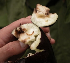 Ce fruit d'aubergine, présentant une perforation externe, révèle également des galeries internes associées à une oxydation des tissus qui prennent localement une teinte brune. Un ver fil de fer est également présent. <i>Agriotes </i> sp.