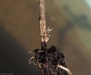 Une larve de taupin a rongé partiellement le cortex du collet de ce jeune plant de tomate. <i>Agriotes </i> sp.