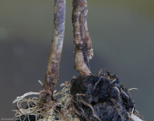 Ces deux plants de tomate ont été attaqués par des larves de taupin à l'état juvénile. Leur collet est plus ou moins rongé et certaine plantules ont flétri. <i>Agriotes </i> sp.