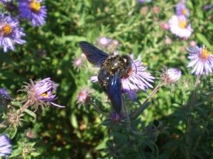 xylocopa-violacea