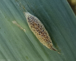 Aspect d'un cocon de la teigne du poireau est bien visible sur cette feuille de poireau. <i>Acrolepiopsis assectella</i>