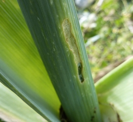 Galerie superficielle sur feuille de poireau. <i>Acrolepiopsis assectella</i> (teigne du poireau)